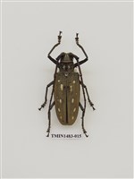 藏品(大衛大天牛)的圖片